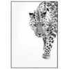 Gerahmter Digitaldruck White Leopard